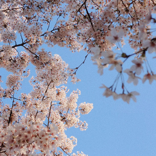 🇰🇷首爾|四月賞櫻天花板🌸서울숲🌸必去