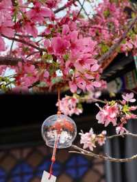 放棄漫花莊園廣州寶墨園賞櫻天花板