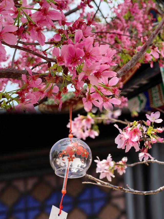 放棄漫花莊園廣州寶墨園賞櫻天花板