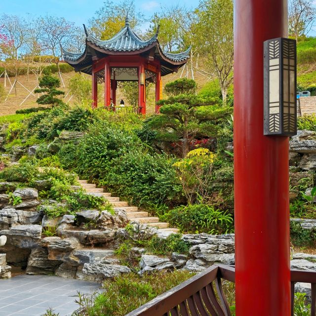 比起園博園和甘坑，我更愛這片的五彩簕杜鵑！