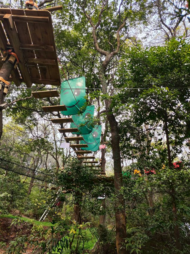大雁山鮮花盛開，免費欣賞禾雀花