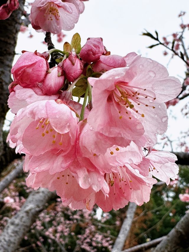 不用去日本！無錫金匱公園的櫻花美到失語