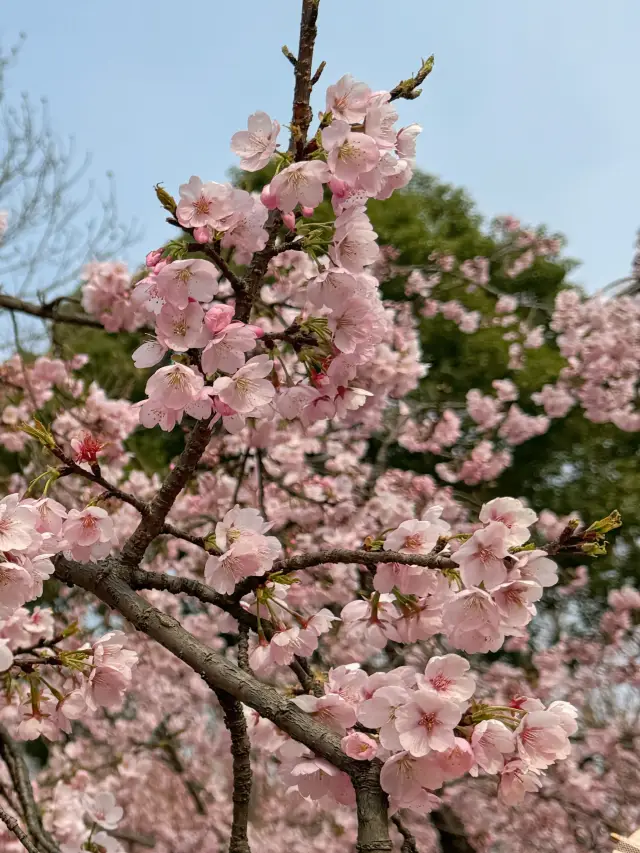 Nanjing Qinhuai River Scenic Belt Cherry Blossom Viewing Guide