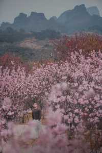 丹霞山下櫻花海！被問爆嘅韶關緋雪秘境！