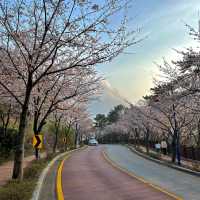 🇰🇷 釜山 | 赴一场樱花之约🌸🫧🌷💖
