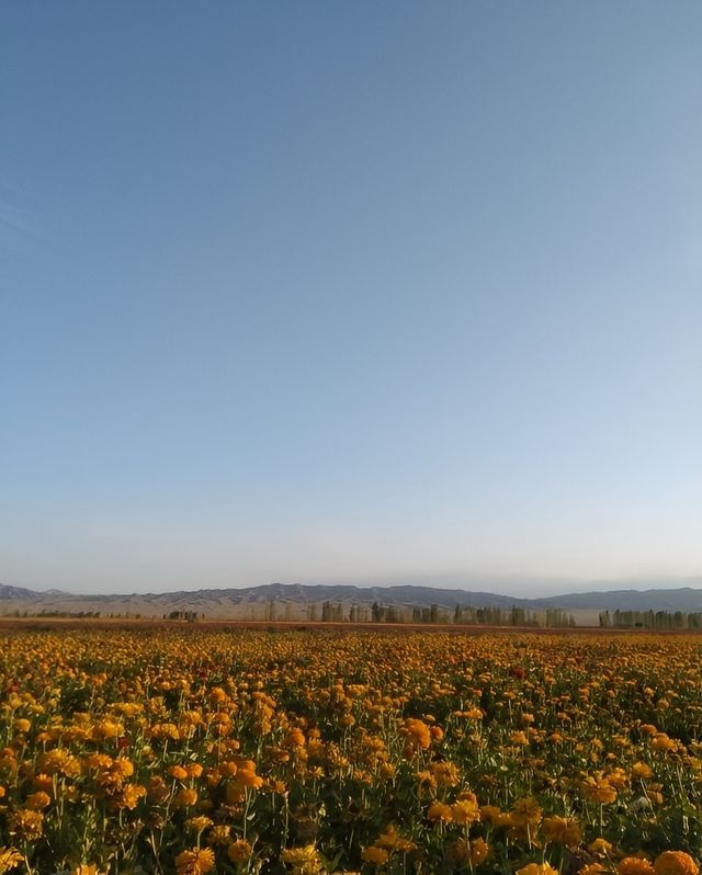 《呼圖壁石梯子天山花海景區：