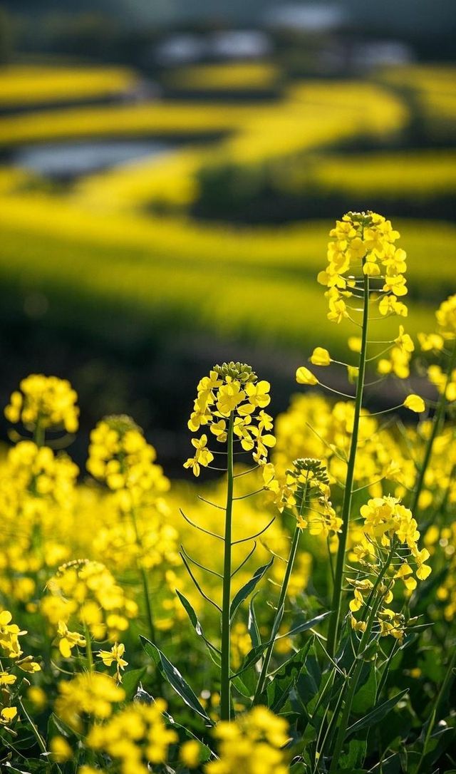 四月芳菲，賞花之旅正當時！解鎖中國四大絕美賞花城市