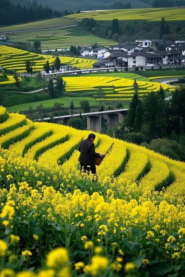 春日遊四川德陽，邂逅漫山遍野嘅油菜花仙境