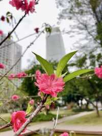 廣州春季賞花攝影點合集（賞花踏青啦）