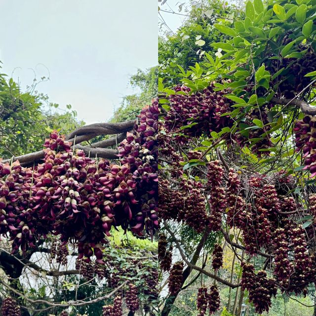 華南農業大學濕地公園遊玩攻略