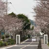 濟州島涯月邑長田裡 | 赴一場浪漫櫻花祭🌸