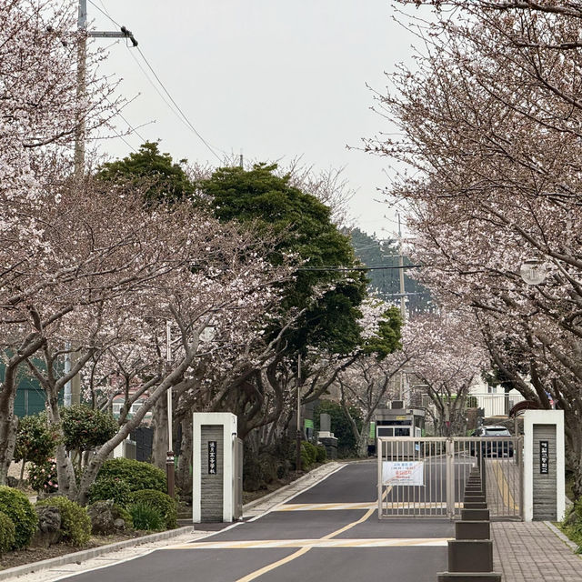 濟州島涯月邑長田裡 | 赴一場浪漫櫻花祭🌸
