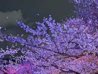 🌸🌸福岡舞鶴公園的櫻花，真的超級絕美！！！