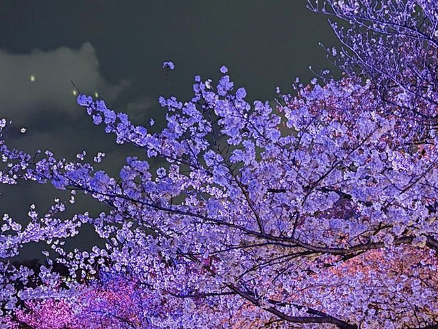 🌸🌸福岡舞鶴公園的櫻花，真的超級絕美！！！