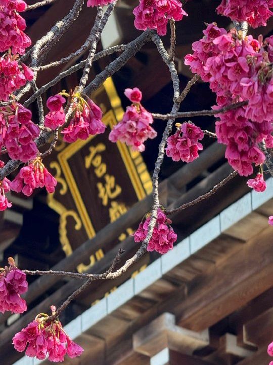 福岡探秘：幽冥地獄神社與清修南藏院之旅