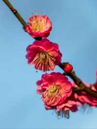 梅花山超全攻略 | 帶你玩轉絕美仙境