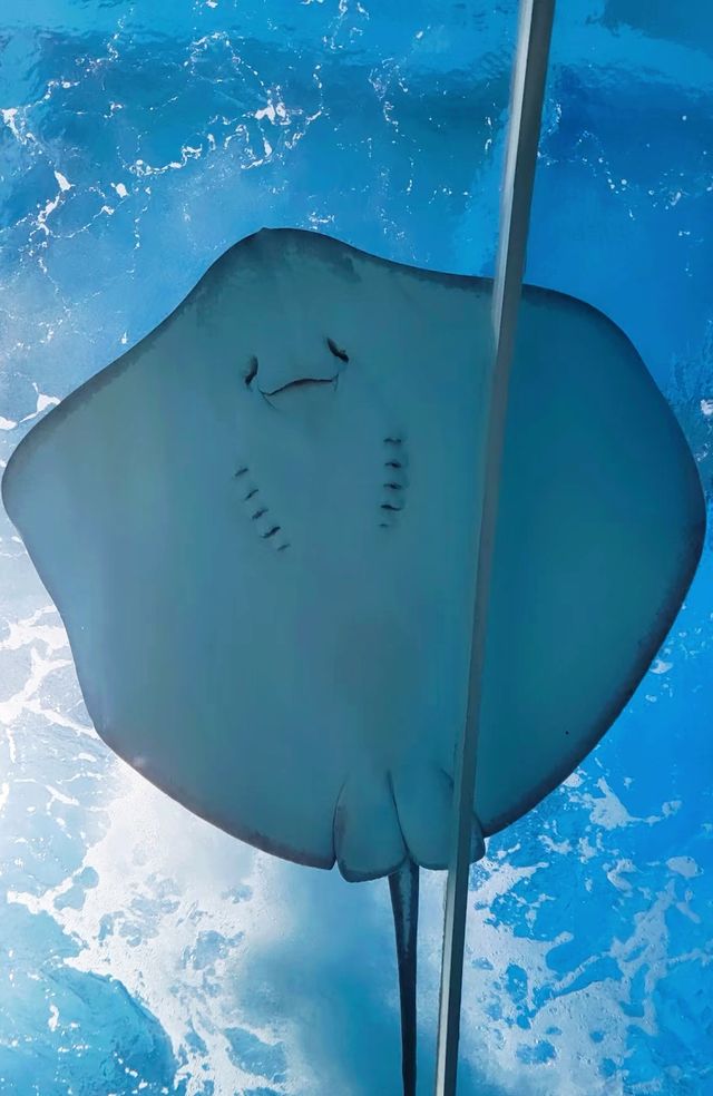 用迪士尼一張門票的價格解鎖三個樂園