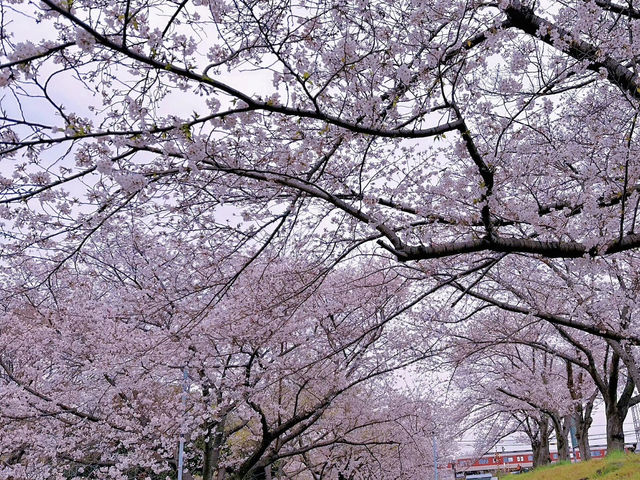 🌸在大阪城西之丸庭院附近，邂逅櫻花與火車的夢幻同框
