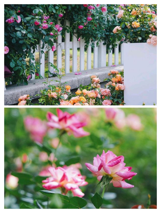 杭州頂流，0蚊衝入莫奈月季花園。