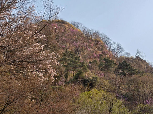 🌸首爾南山公園，藏在城央的櫻花秘境