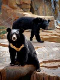 Zoo Walk | 唔好錯過雲南野生動物園嘅春天