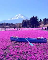 富士山下｜富士芝櫻祭全攻略