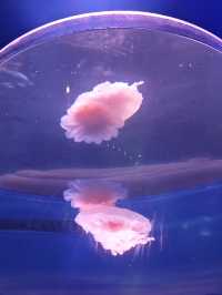 上海海昌520限定浪漫必鎖嘅海洋心動