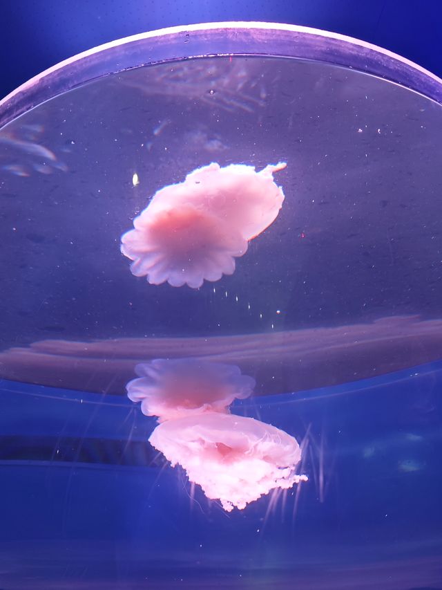 上海海昌520限定浪漫必鎖嘅海洋心動
