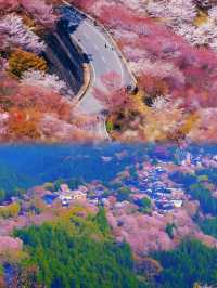 東京早櫻……好似漫畫中嘅春日場景