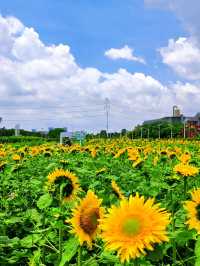 🌻邂逅廣州限定浪漫！向日葵花海美出圈