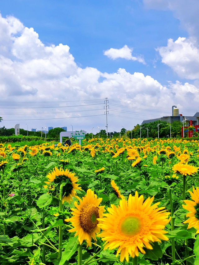 🌻邂逅廣州限定浪漫！向日葵花海美出圈