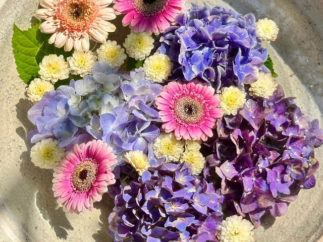 東京新宿 | 隱藏的繡球花祕境