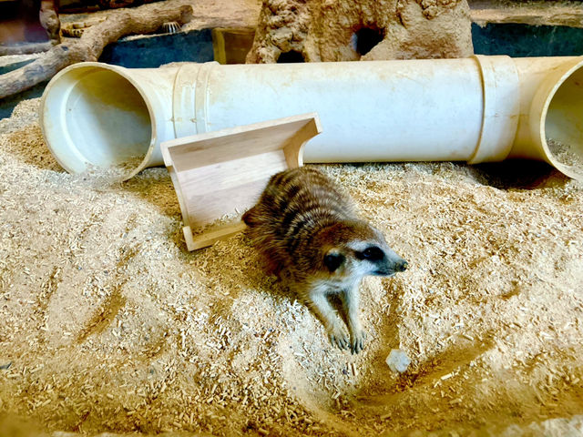Hong Kong’s Free Zoo in the Middle of the City! 