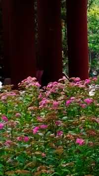 青島中山公園花溪谷