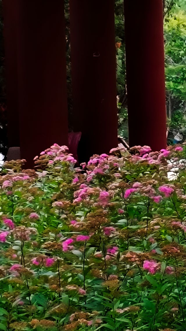 青島中山公園花溪谷