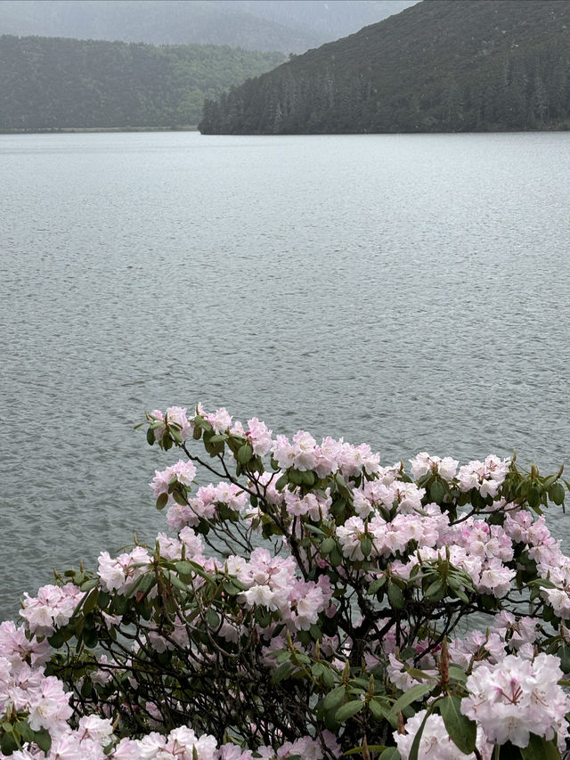 普達措國家公園—人生是曠野