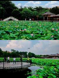 🪷 廣州夏日限定｜螺湧公園荷花拍照全攻略