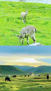 𓂂𓈒青春無價  川西一路暢玩
