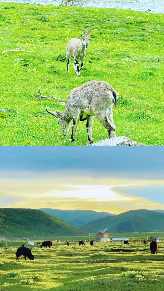 𓂂𓈒青春無價  川西一路暢玩