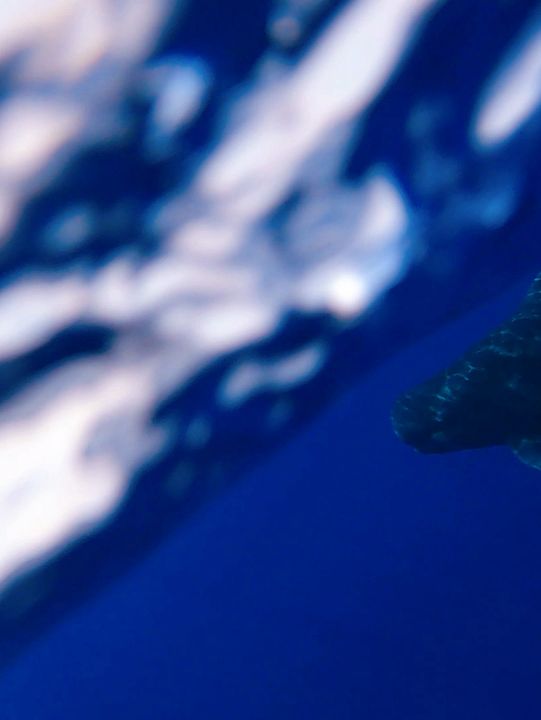 🌊 Snorkeling in Paradise: A Maldives Dream Come True! 🤿✨