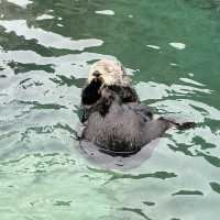 【カナダ バンクーバー】カナダ国内最大級の水族館🦭