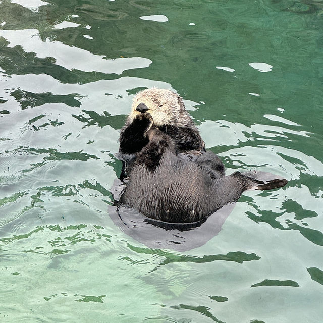 【カナダ バンクーバー】カナダ国内最大級の水族館🦭