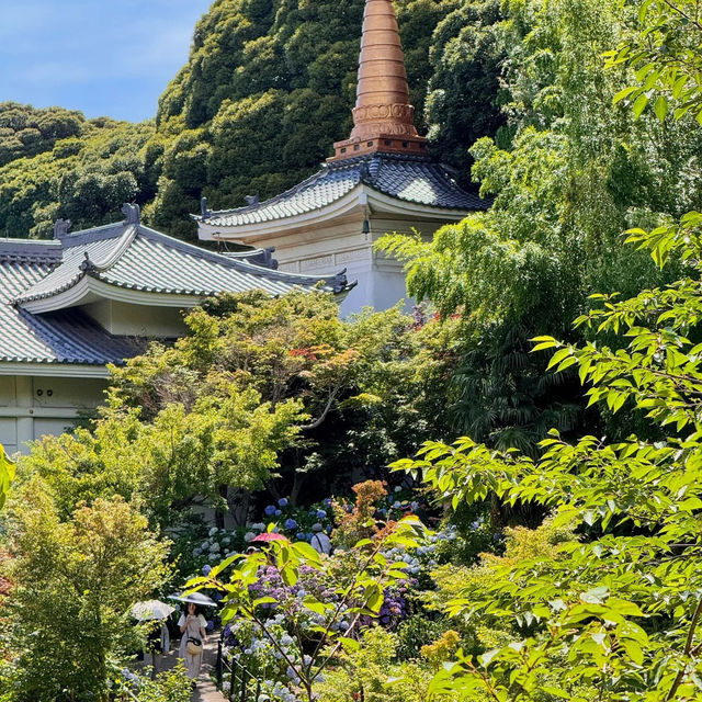 【東京周邊隱世賞花地！本土寺紫陽花美到似動畫場景！】