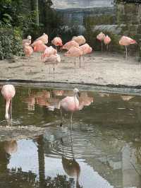 Must Visit - Edinburgh Zoo! 