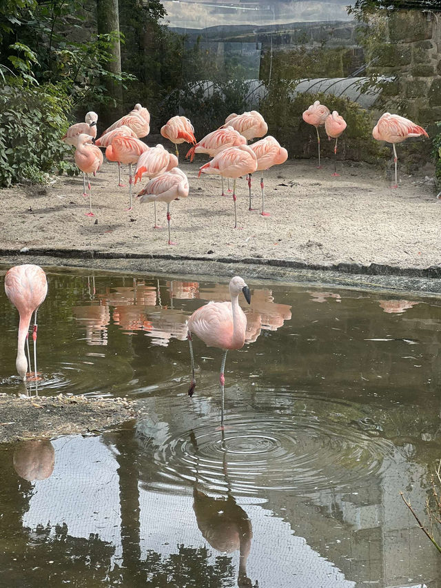Must Visit - Edinburgh Zoo! 