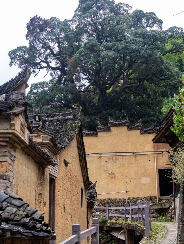松陽雙村記：懸崖書店×千年古樹​