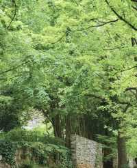 昆明植物園東園|闖入現實版綠野仙蹤！治癒系秘境大公開