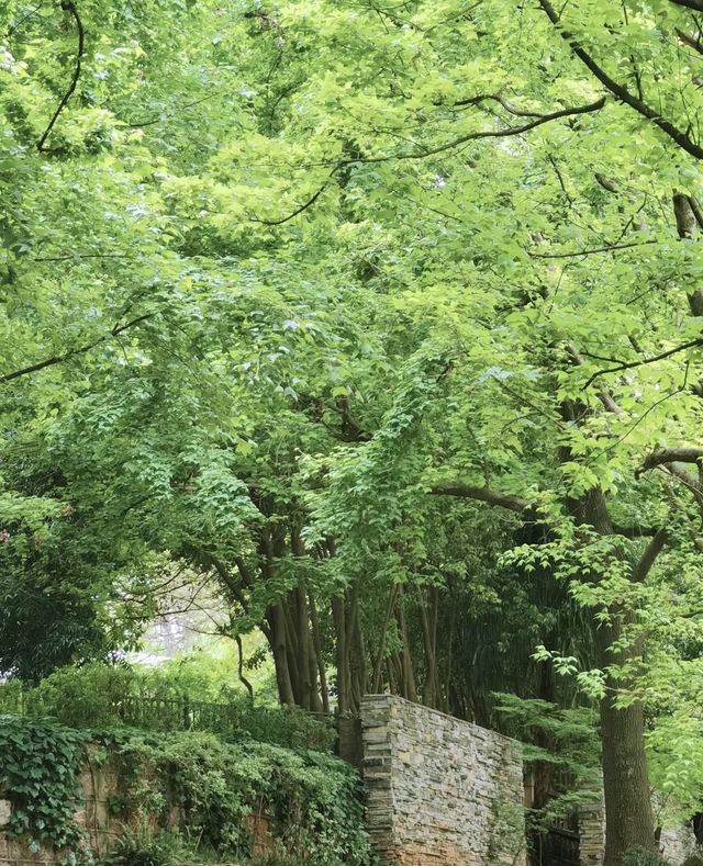 昆明植物園東園|闖入現實版綠野仙蹤！治癒系秘境大公開