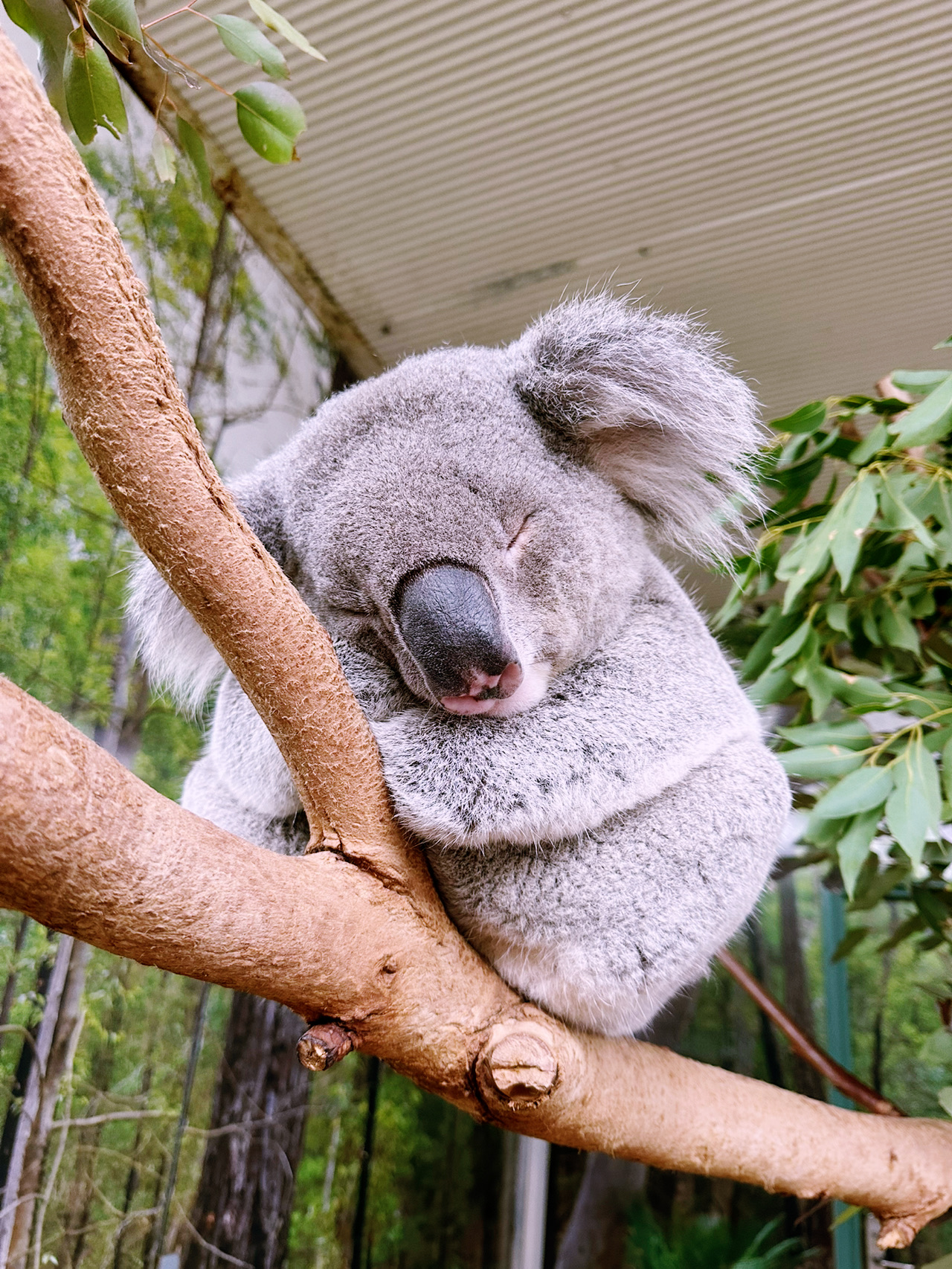 Koalamazing 🐨 