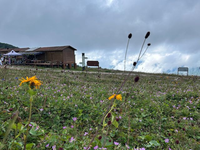洛陽周邊15℃超冷雲端草原怕冷人慎入！